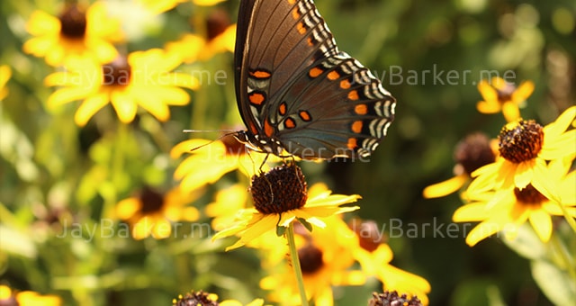  portfolio image 12