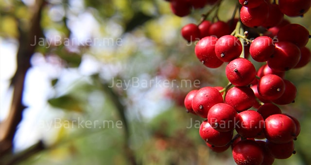  portfolio image 13